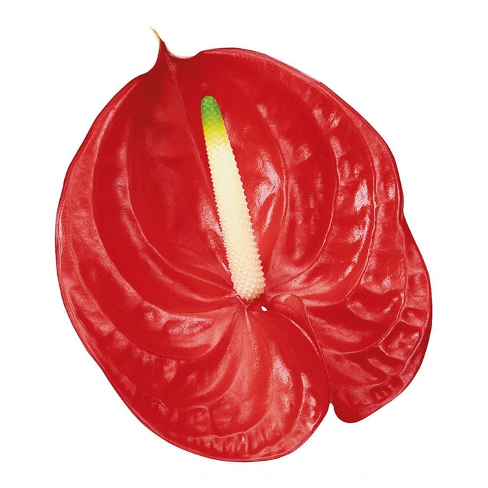 <h4>Anth A Tropical</h4>