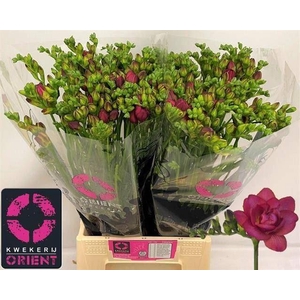 Freesia du Expression