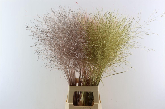 <h4>Siergras Panic Kbh Kerst Mix Metallic</h4>