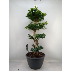 Ficus microcarpa 'Ginseng'