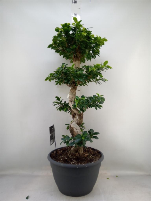 <h4>Ficus microcarpa 'Ginseng'</h4>