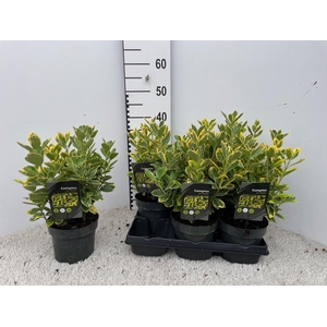 EUONYMUS JA MARIEKE