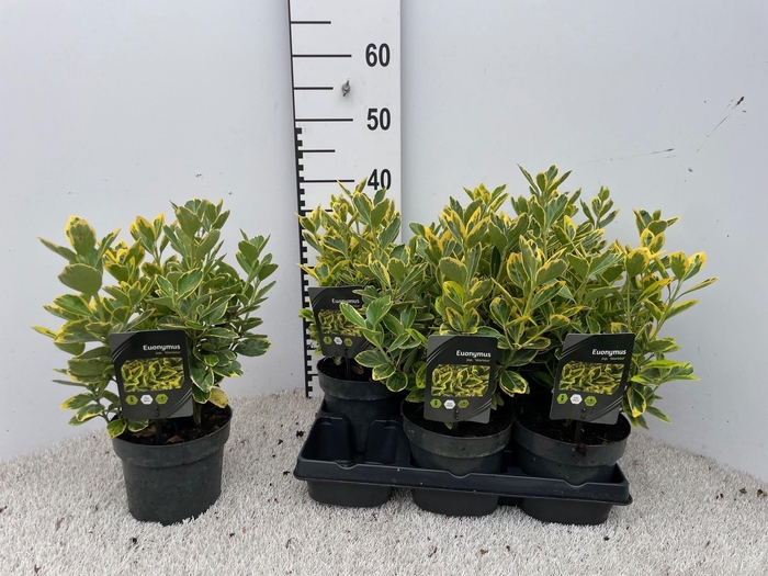 <h4>EUONYMUS JA MARIEKE</h4>