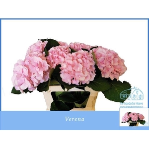 HYDR M CH VERENA