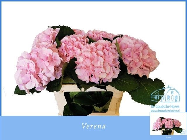 <h4>HYDR M CH VERENA</h4>