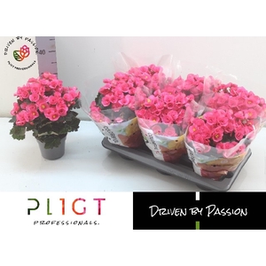 BEG HL ADONIA PINK
