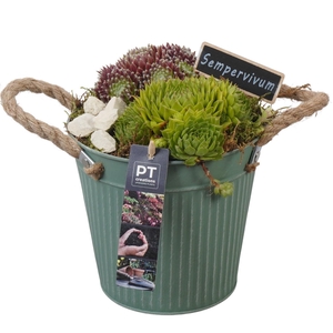 PTS7354 Arrangement Sempervivum in metalen pot