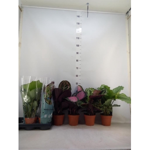 Calathea roseopicta   ...mix