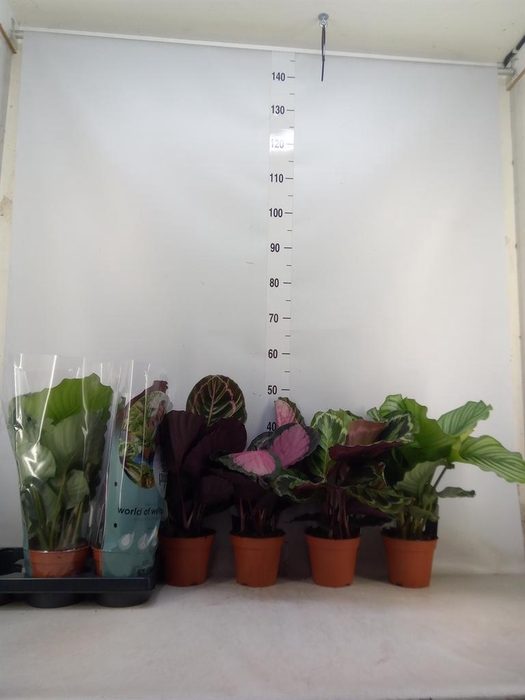 <h4>Calathea roseopicta   ...mix</h4>