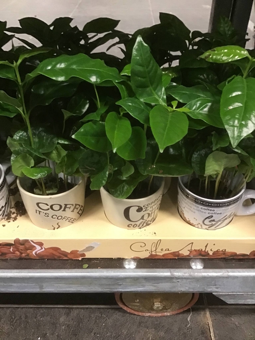 Coffea Arabica Keramiek Laryssa Shiny Gold