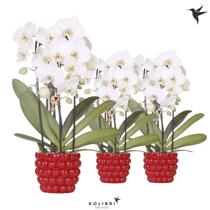 <h4>Kolibri Orchids Phalaenopsis Cascade Niagara Fall white 3 spike in Berry pot</h4>