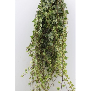 Hedera Rank Variegated