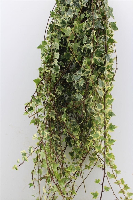 <h4>Hedera Rank Variegated</h4>