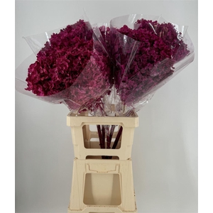ST HYDRA ANNAB EX FUCSIA