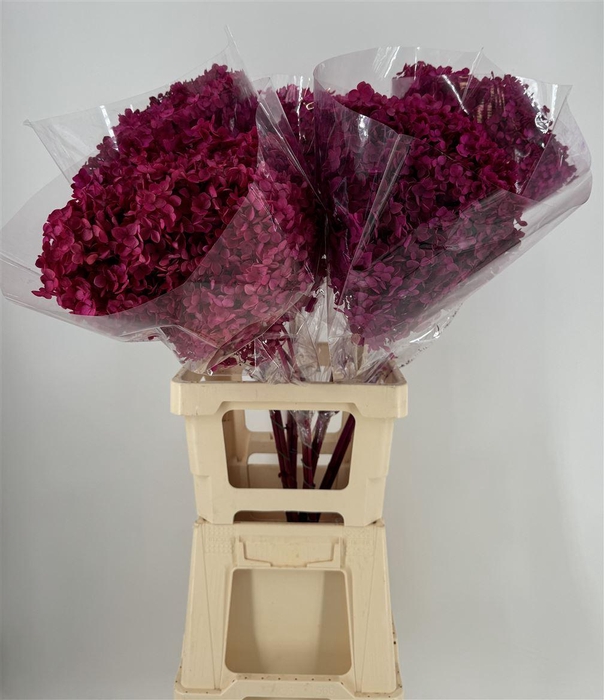 <h4>ST HYDRA ANNAB EX FUCSIA</h4>