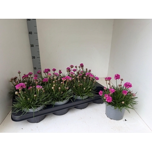 ARMERIA MARITIMA