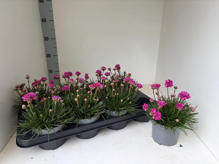 <h4>ARMERIA MARITIMA</h4>