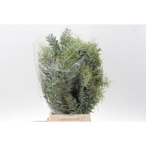 Acacia Bl Cl Lune Bs