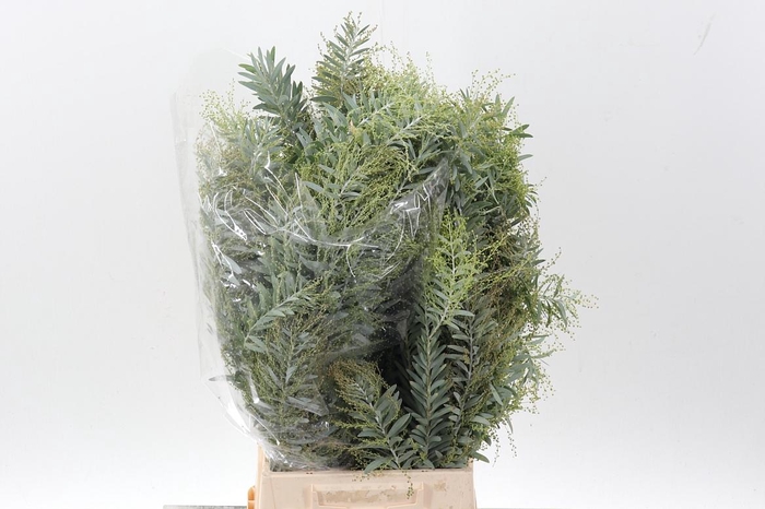 <h4>Acacia Bl Cl Lune Bs</h4>