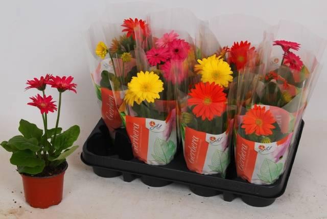 <h4>GER COLOURGAME GEM</h4>