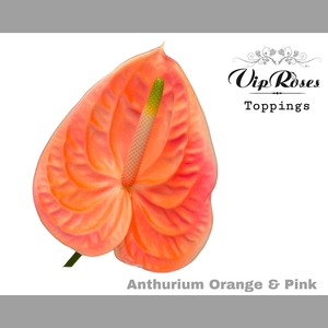 ANT A ORANGE & PINK