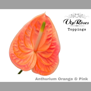 ANT A ORANGE & PINK