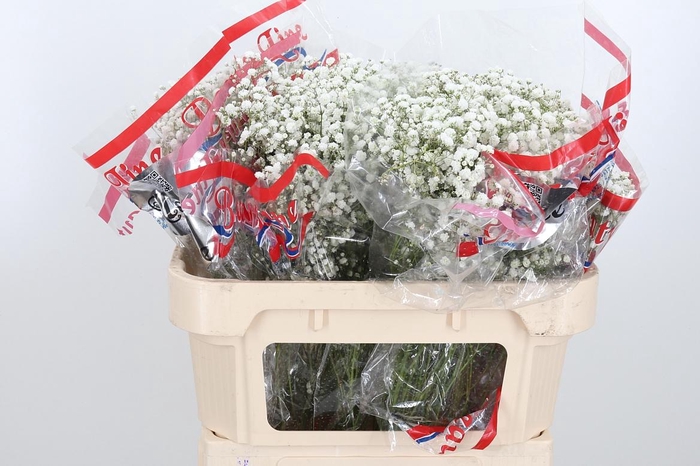 <h4>Gyps Pa Xlence</h4>