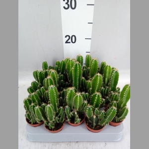 Cereus per. 'Florida'