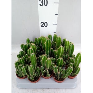 Cereus per. 'Florida'