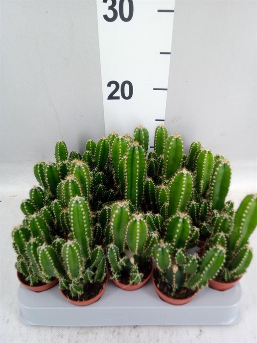 <h4>Cereus per. 'Florida'</h4>