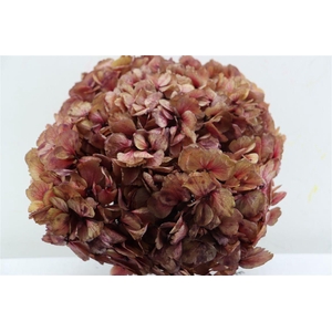 Pres Hydrangea Xl Pink Antique Pcs