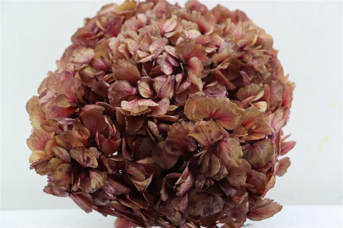 <h4>Pres Hydrangea Xl Pink Antique Pcs</h4>