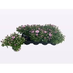 CHRY FLAIR PINK