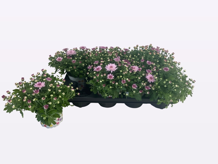 <h4>CHRY FLAIR PINK</h4>