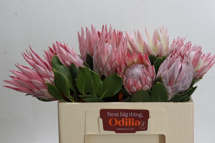 <h4>PROTEA CYNAROIDES</h4>