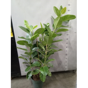 Ficus altissima