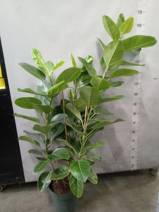 <h4>Ficus altissima</h4>