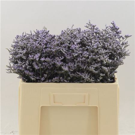 Lim Saf Lilac