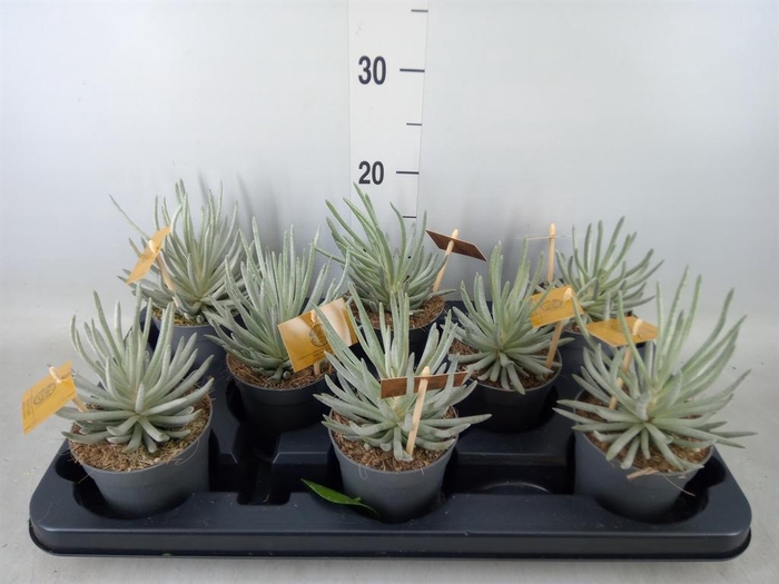 <h4>Senecio ...</h4>