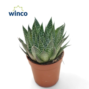 ALOE ARISTATA