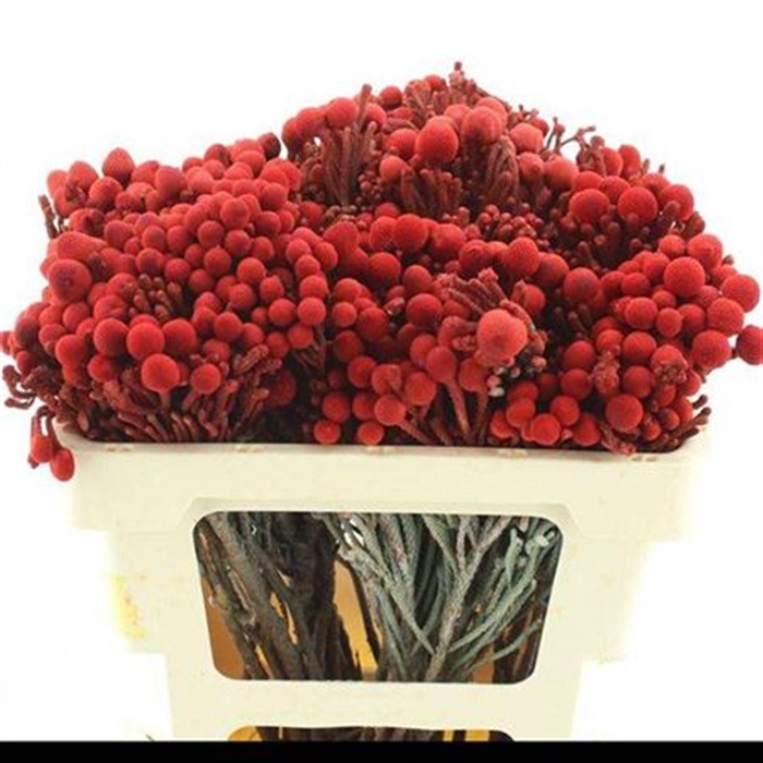 Kaaps Brunia Laevis Klb Red