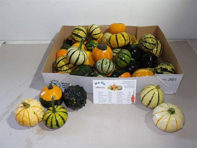 <h4>CUC PEPO GEM</h4>