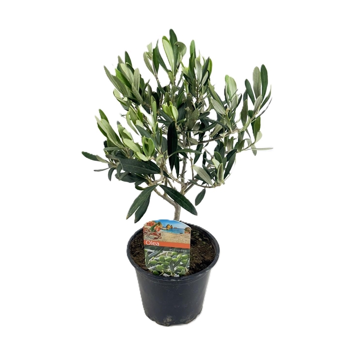 <h4>Olea europaea</h4>