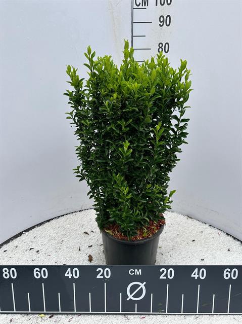 <h4>EUONYMUS JA GR SPIRE</h4>