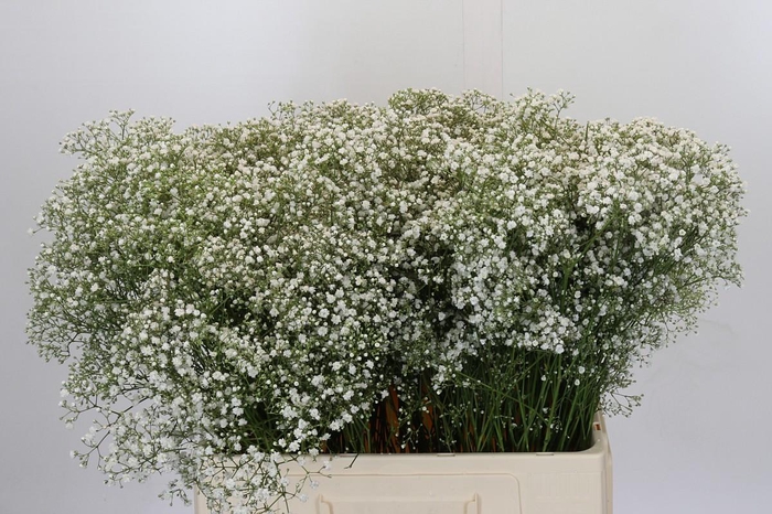 <h4>Gyps Zinzi Tyree</h4>