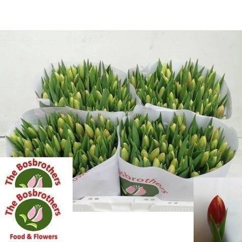 <h4>TU EN LEEN VD MARK</h4>