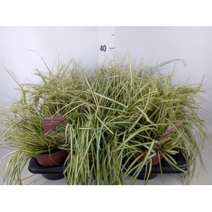 Carex hachijoensis 'Evergold'