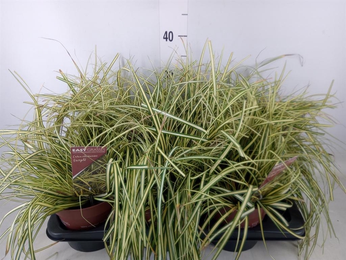 <h4>Carex hachijoensis 'Evergold'</h4>