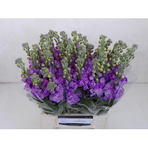 MATTH FIGARO LAVENDE