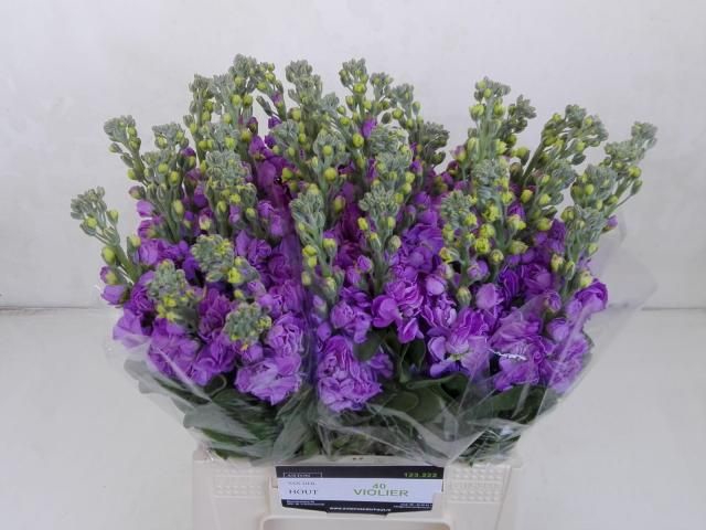 <h4>MATTH FIGARO LAVENDE</h4>